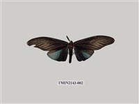 藏品(無尾鳳斑蛾)的圖片